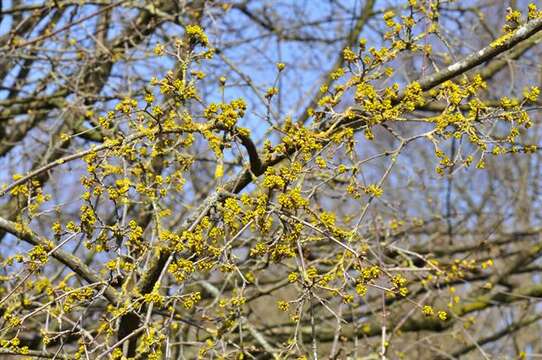 Image of Dogwoods