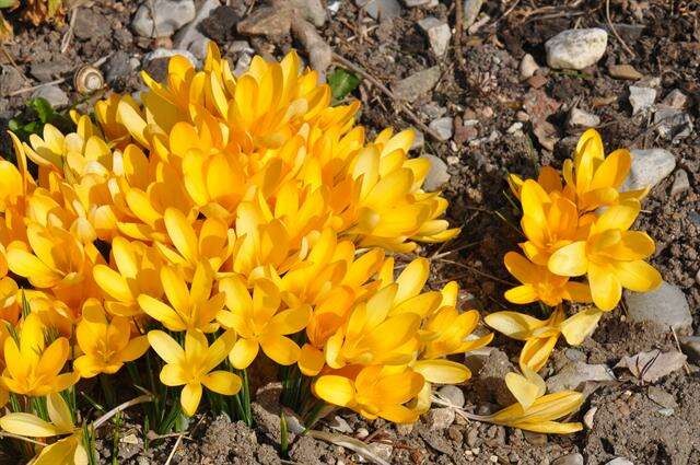 Crocus flavus Weston resmi