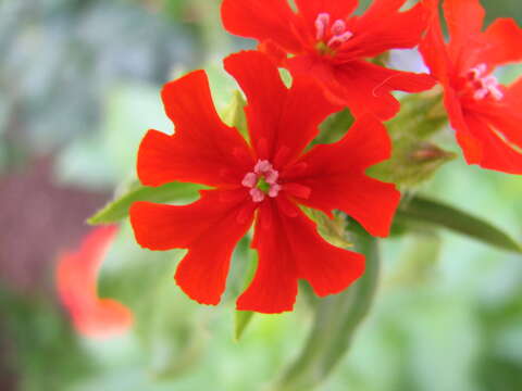 Слика од Silene chalcedonica (L.) E. H. L. Krause
