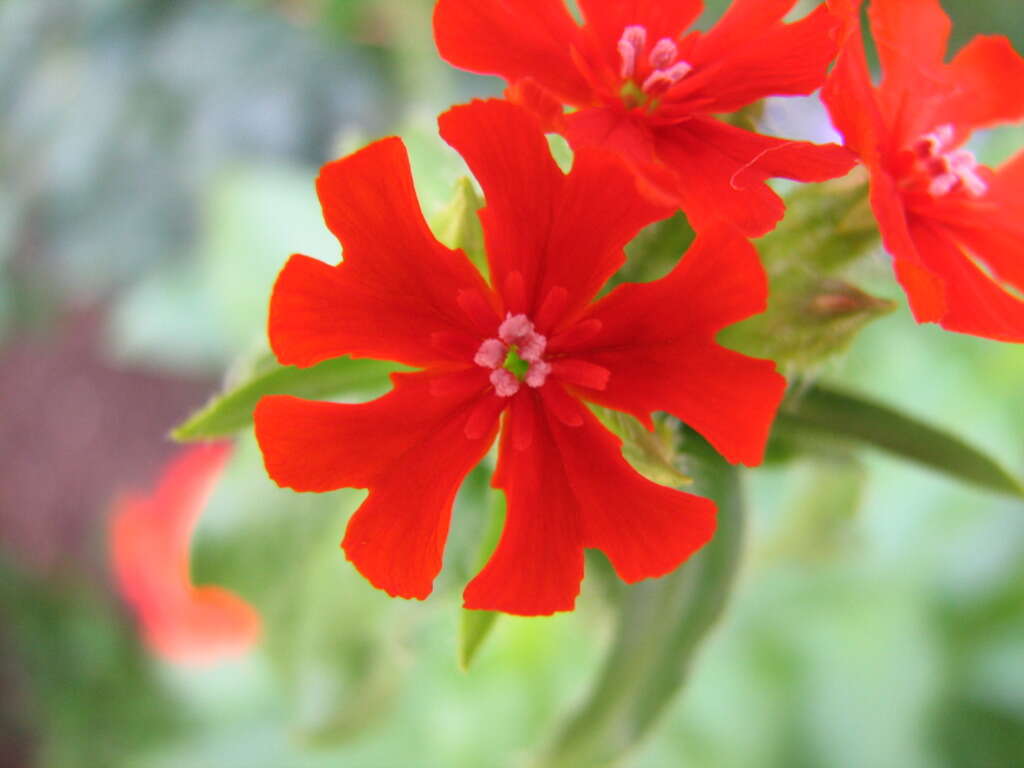 Image of Maltese-cross