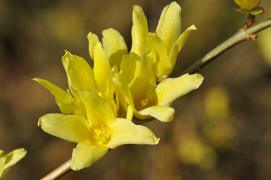 Image of forsythia