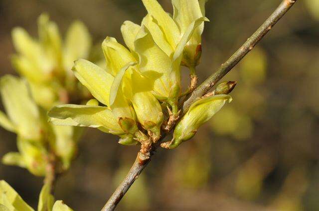 Plancia ëd Forsythia