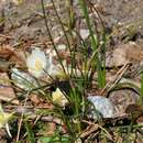 Image de Narcissus albicans (Haw.) Spreng.