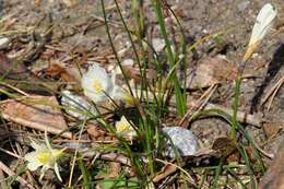 Image of Narcissus albicans (Haw.) Spreng.