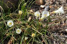 Image of Narcissus albicans (Haw.) Spreng.