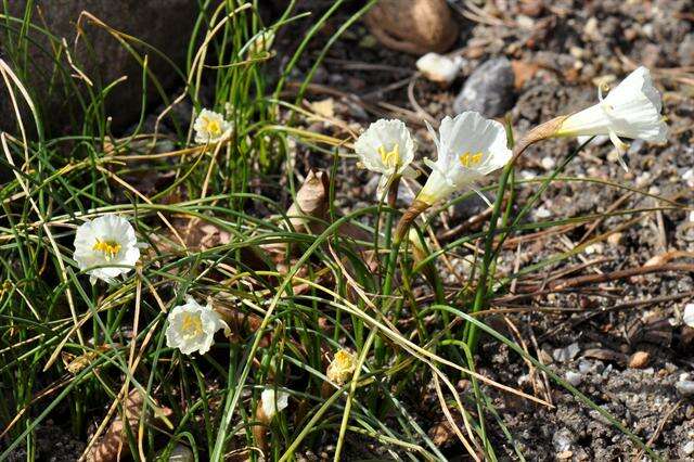 Image of Narcissus albicans (Haw.) Spreng.