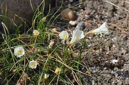 Image of Narcissus albicans (Haw.) Spreng.