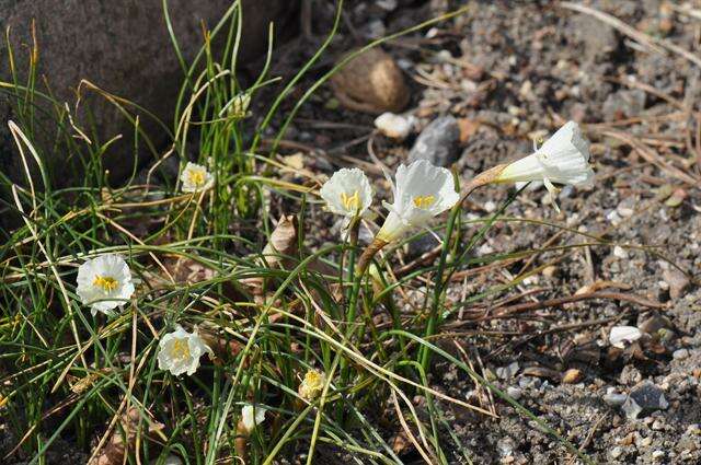 Image of Narcissus albicans (Haw.) Spreng.