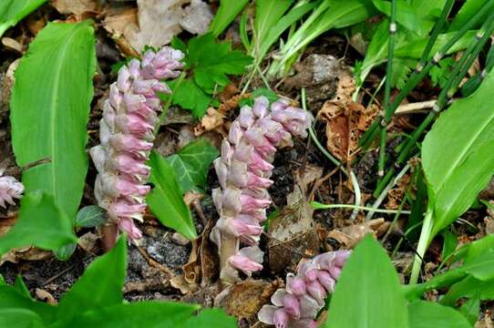 Image of Toothwort