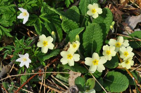 Image of Primula acaulis (L.) L.