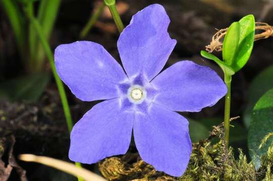 Image of periwinkle