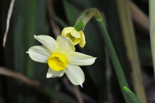 Narcissus tazetta subsp. tazetta的圖片