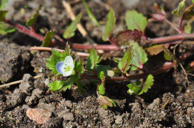 Image of Green field-speedwell