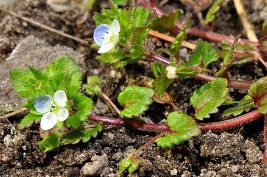 Image of Green field-speedwell