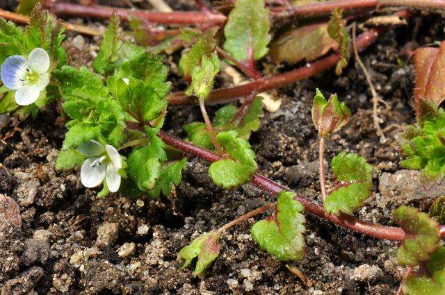 Image of Green field-speedwell