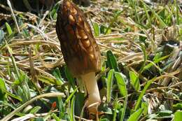 Plancia ëd Morchellaceae