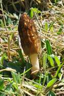 Image of Morchellaceae