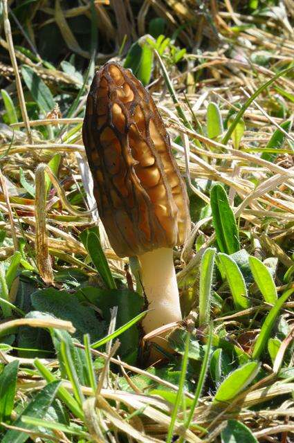 Plancia ëd Morchellaceae