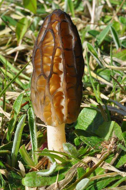 Plancia ëd Morchellaceae