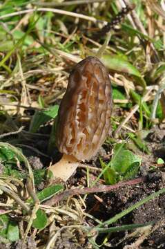 Plancia ëd Morchellaceae