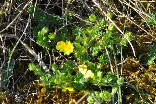 Image of spring cinquefoil