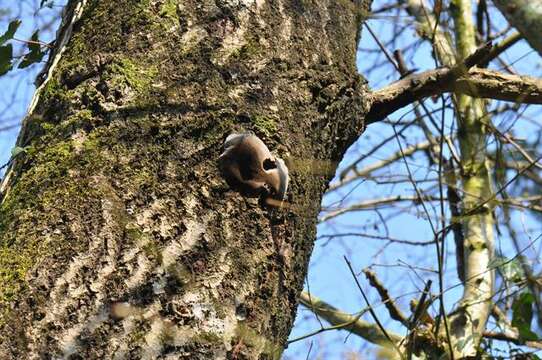 Image of Phellinus