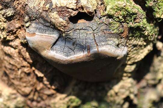 Image of Phellinus