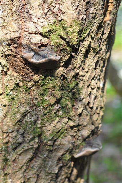 Image of Phellinus