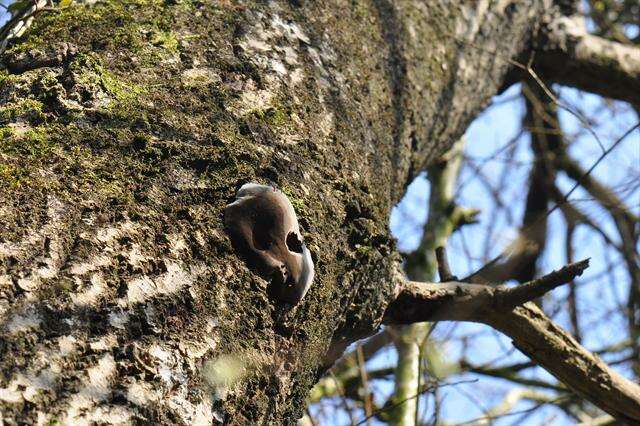 Image of Phellinus