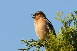 Image of Fringilla Linnaeus 1758