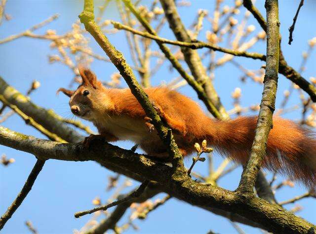 Image of Squirrels