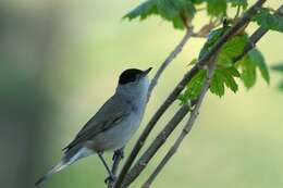 Image of Typical warblers