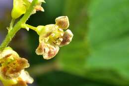 Image of Ribes spicatum subsp. spicatum