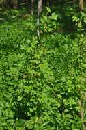 Image of Ribes spicatum subsp. spicatum