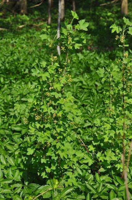 Image of Ribes spicatum subsp. spicatum