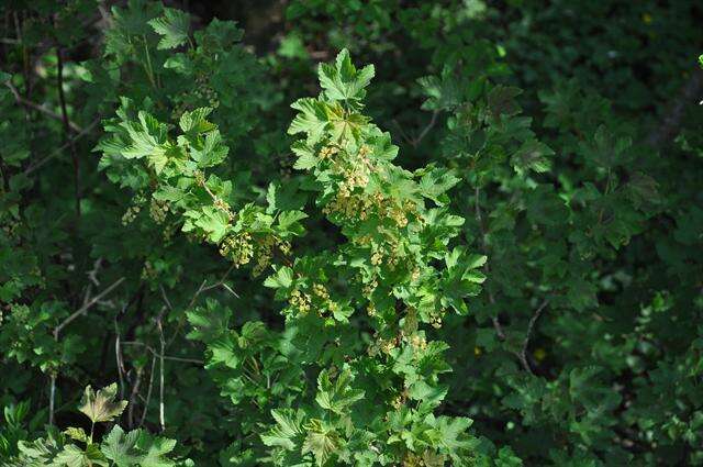 Image of Ribes spicatum subsp. spicatum