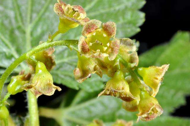 Image of Ribes spicatum subsp. spicatum