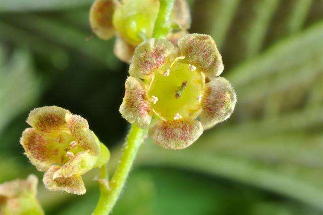 Image of Ribes spicatum subsp. spicatum