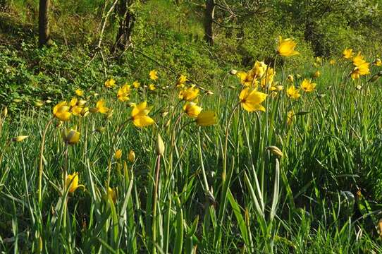 Image of Wild tulip