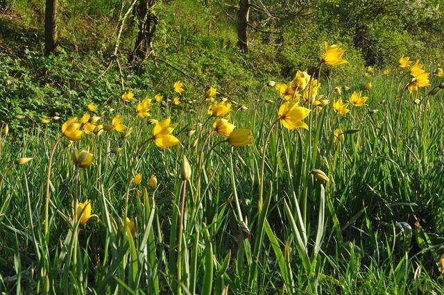 Image of Wild tulip