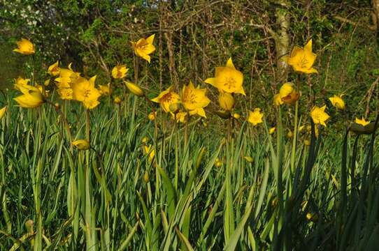 Image of Wild tulip