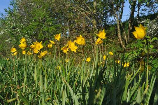 Image of Wild tulip