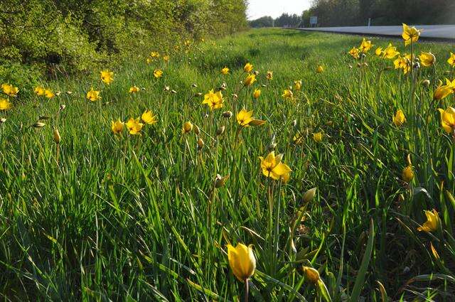 Image of Wild tulip