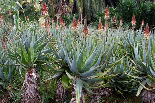 Image of aloe