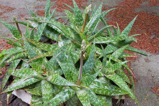 Image of Cape speckled aloe