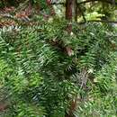 Слика од <i>Araucaria bidwilli</i>