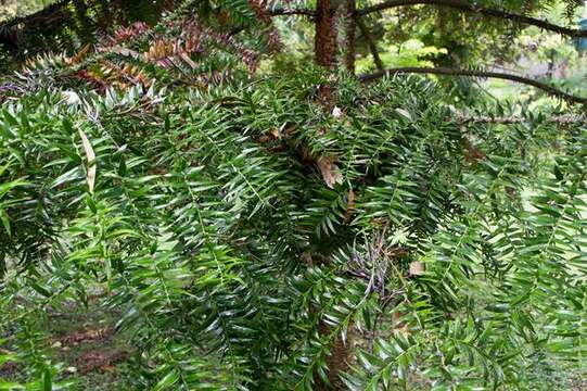 Image de <i>Araucaria bidwilli</i>