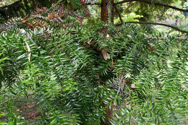 Image of <i>Araucaria bidwilli</i>