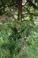 Image of <i>Araucaria bidwilli</i>