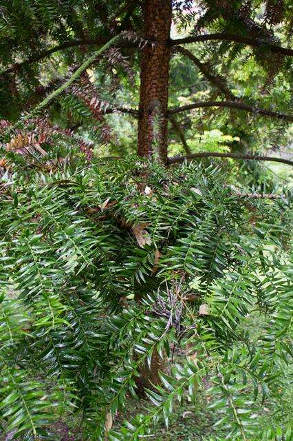 Image de <i>Araucaria bidwilli</i>